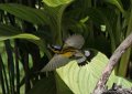 Magnolia Warbler in flight